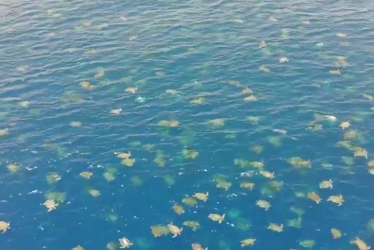 Dron capta más de 60 mil tortugas nadando en el oceano