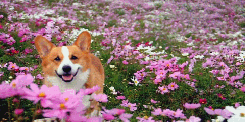 ¡Hoy entra el equinoccio de primavera!